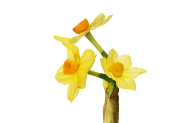 Narcisse fleurs gros plan — Photo