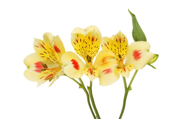 Three alstroemeria flowers — ストック写真