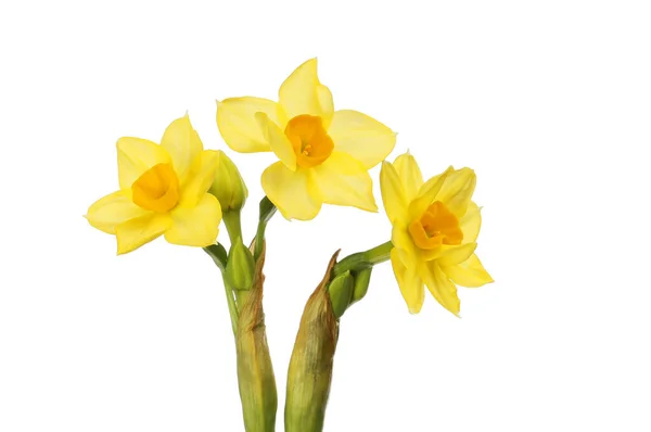 Three narcissus flowers — Φωτογραφία Αρχείου