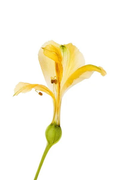 Wilted alstroemeria flower — Stok fotoğraf