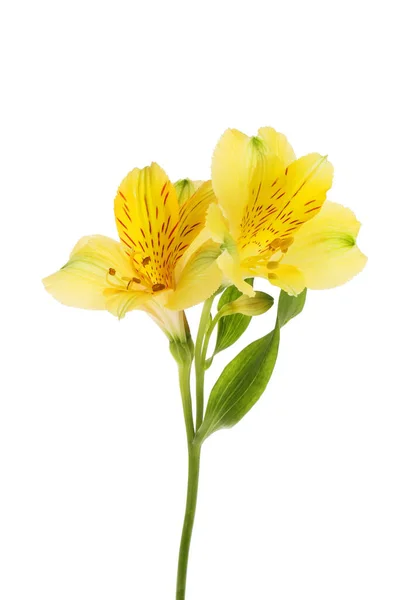 Two yellow alstroemeria flowers — Stock Photo, Image