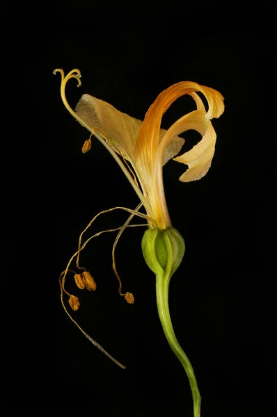 Wilted alstroemeria flower — Zdjęcie stockowe