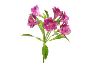 Mor alstroemeria çiçek