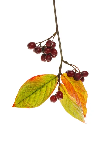 Cotoneaster leaves and berries — Stock Photo, Image