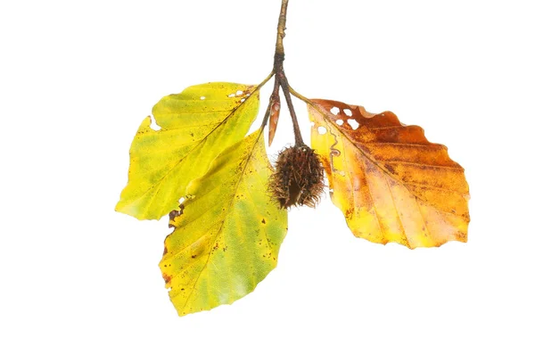 Beech leaves and nut — Stock Photo, Image