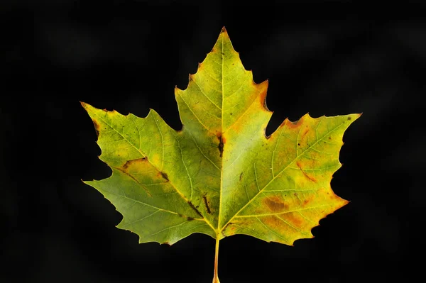 Foglia d'acero autunnale — Foto Stock