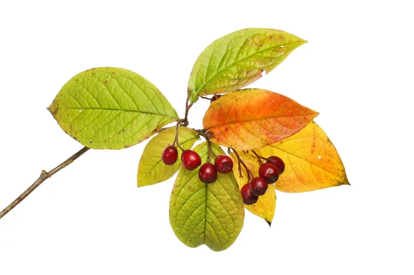 Herbstliche Cotoneaster Blätter und Beeren — Stockfoto