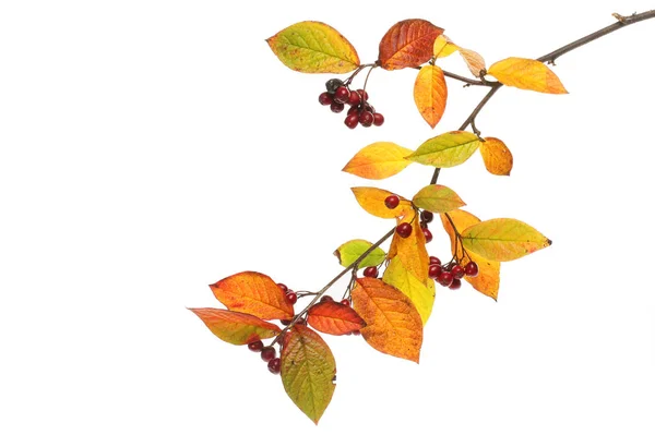 Jesienne liście i jagody wielkanocne — Zdjęcie stockowe