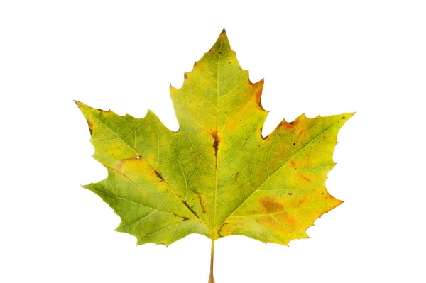 오색 단풍 잎 — 스톡 사진