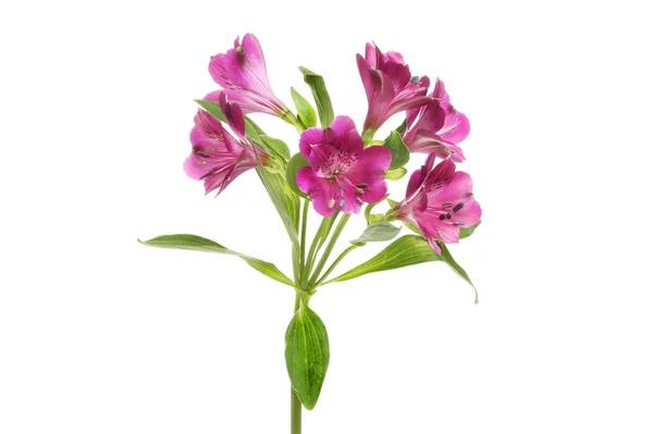 Alstroemeria пурпурні квіти — стокове фото