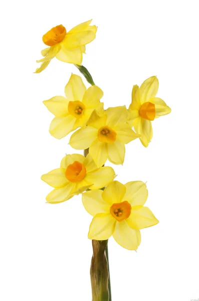 Sol D 'Or narcissus blommor — Stockfoto