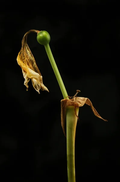Wilted amaryllis against black — Stock Photo, Image