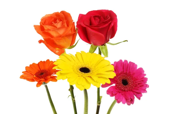 Gerbera and rose flowers — Stock Photo, Image