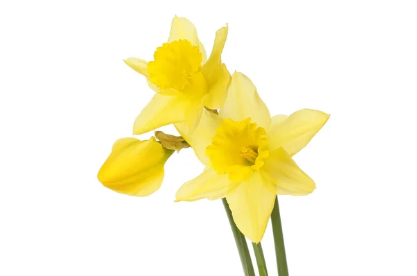 Tre fiori del narciso — Foto Stock