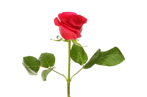 Kwiat róży i liście — Zdjęcie stockowe