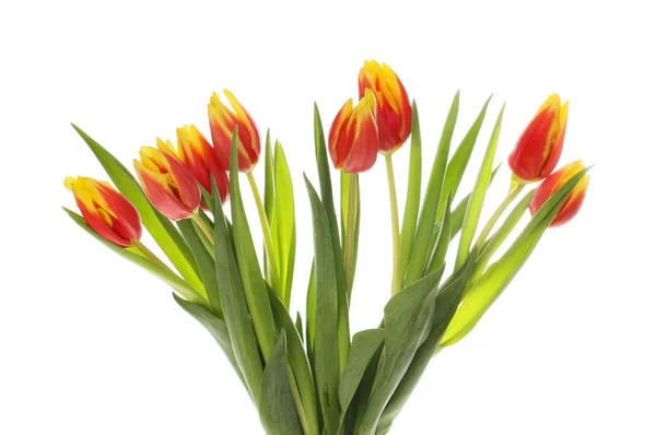 Tulipánové květiny a listy — Stock fotografie