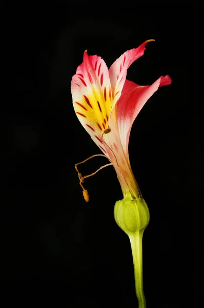 Wilted alstroemeria flower — Stock Photo, Image