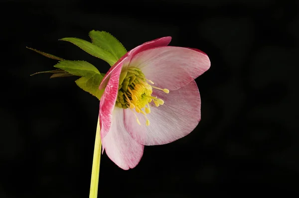 粉红色的螺旋形花朵和叶子与黑色隔离 — 图库照片
