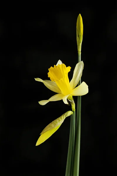 Квітка Нарцисів Бруньки Ізольовані Тлі Чорного — стокове фото