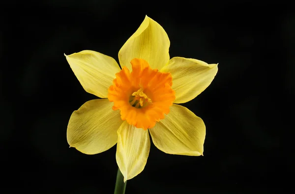 Narciso Amarillo Naranja Aislado Contra Negro — Foto de Stock