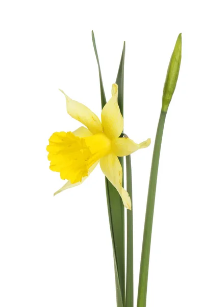 Daffodil Flower Leaf Bud Isolated White — Stock Photo, Image