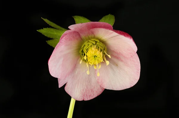 Růžová Hellebore Květ Izolovaný Proti Černé — Stock fotografie