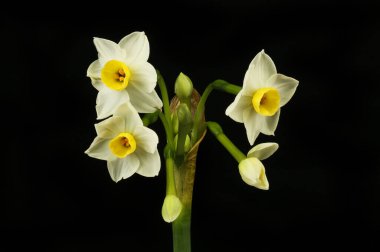 Beyaz narsisli çiçekler ve tomurcuklar siyahlara karşı izole.