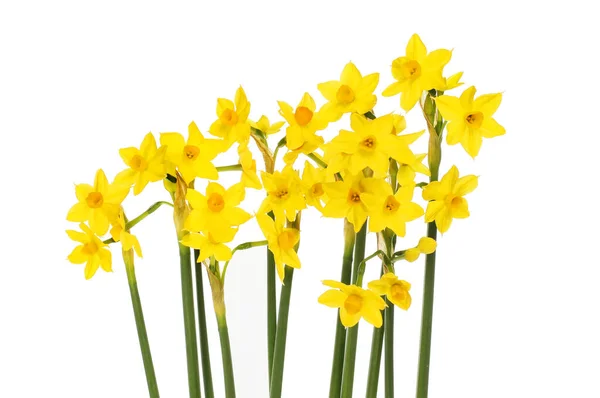 Spray Soleil Narcissus Blommor Isolerade Mot Vitt — Stockfoto