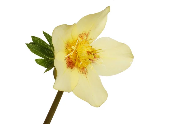 Closeup Plae Yellow Hellebore Flower Isolated White — Stock Photo, Image