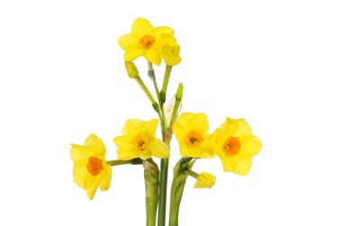 Soleil D 'Or Beyazlara karşı soyutlanmış narsist çiçekler