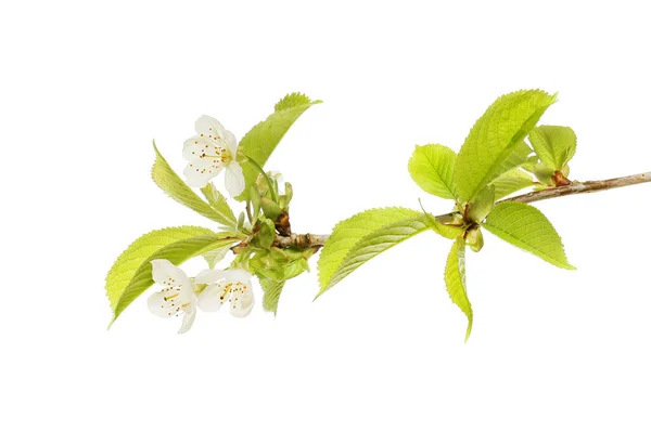 Weiße Kirschblüte Und Blätter Isoliert Gegen Weiße — Stockfoto