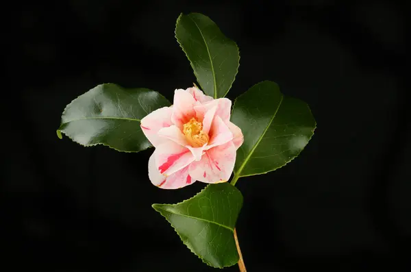 Flor Camélia Branca Vermelha Folhagem Isolada Contra Preto — Fotografia de Stock