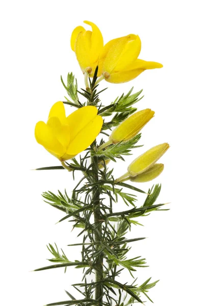 Gorse Ulex Świeżymi Żółtymi Kwiatami Nowymi Zielonymi Liśćmi Odizolowanymi Bieli — Zdjęcie stockowe