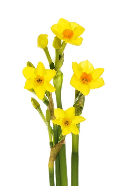 Closeup Soleil Narciso Flores Isoladas Contra Branco — Fotografia de Stock