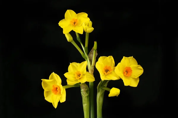 Soleil Narcissus Blommor Isolerade Mot Svart — Stockfoto
