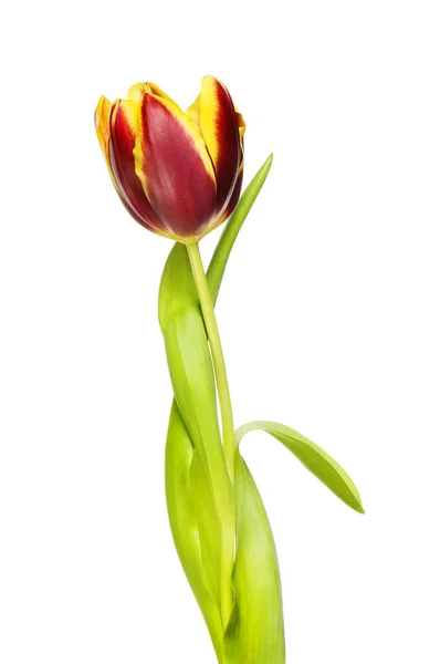 Rode Gele Tulpenbloem Loof Geïsoleerd Tegen Wit — Stockfoto