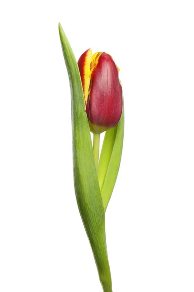 Один Глубокий Красный Желтый Цветок Тюльпана Изолирован Белого — стоковое фото