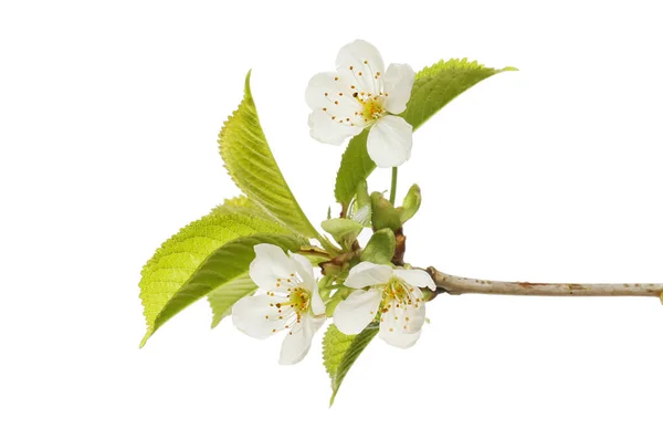 白い桜と葉が白に隔離されている — ストック写真