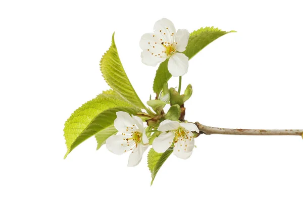 Flor Cereja Branca Folhas Isoladas Contra Branco — Fotografia de Stock