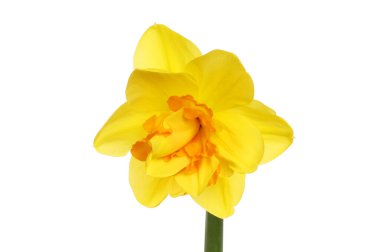 Sarı ve turuncu çift nergis çiçeği beyaza karşı izole.