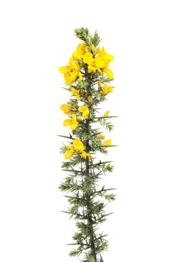 Taze buğday çiçekleri ve yapraklar beyaza karşı izole edilmiş.