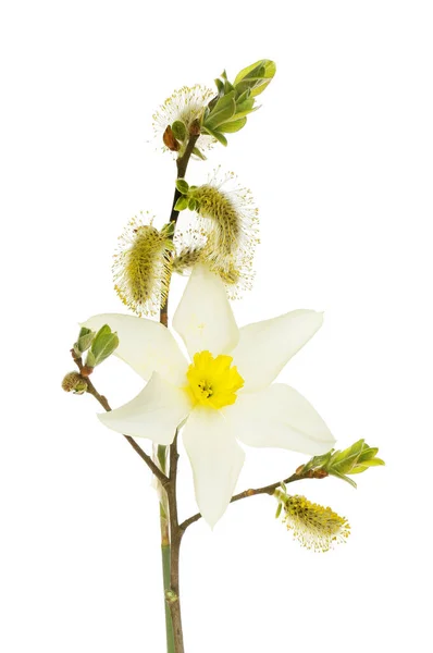 Pussy Willow Daffodil Flower Isolated White — Stock Photo, Image