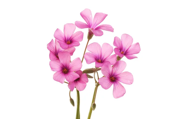 Grupp Rosa Oxalis Blommor Isolerade Mot Vitt — Stockfoto