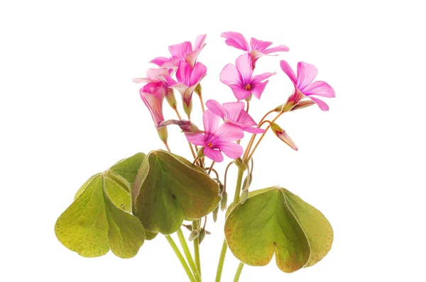 Flores Oxálicas Follaje Aislados Contra Blanco —  Fotos de Stock