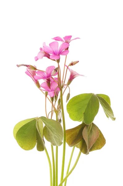 Oxalis Blommor Och Blad Isolerade Mot Vitt — Stockfoto