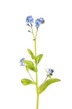 Wood Forget-me-not, Myosotis sylvatica, geniş çiçek beyaza karşı izole.