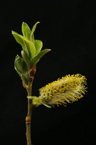 Pussy Willow Isolated Black — Stock Photo, Image