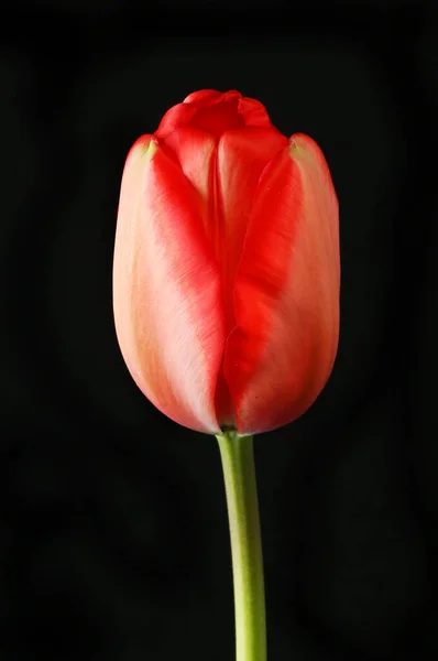 Tulipe Rouge Isolée Contre Noir — Photo