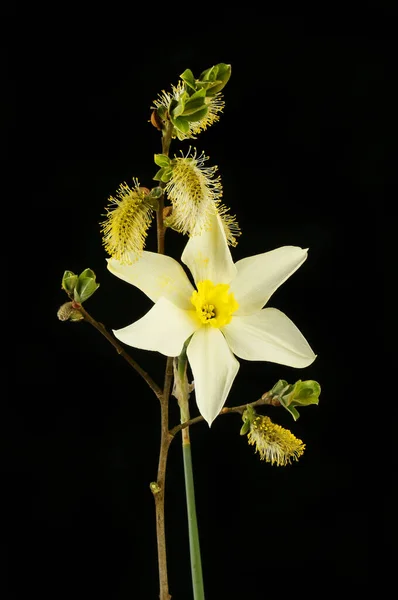 Pussy Willow Daffodil Flower Isolated Black — 图库照片