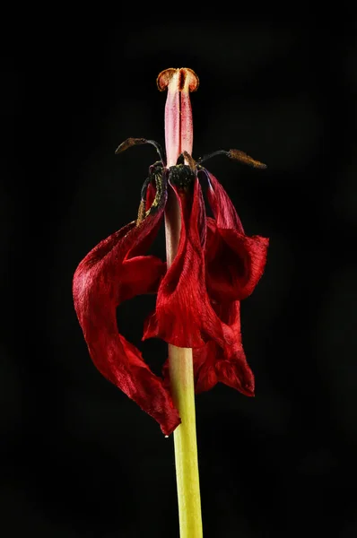 Tulipán Rojo Marchito Aislado Contra Negro — Foto de Stock